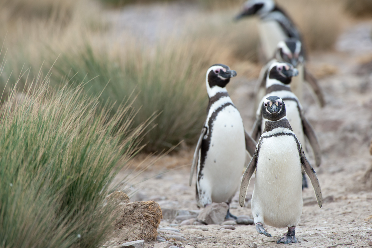 Magellanic Penguins in Patagonia.